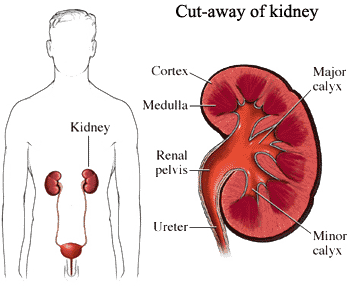 kidney side effects