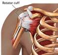 rotator cuff