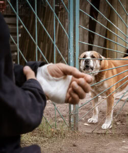 Bitten by a Dog in Indiana? Here’s What You Need to Know