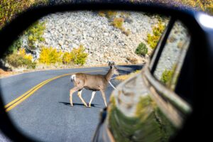 Injured as a Passenger When an Indiana Driver Swerves for a Deer?